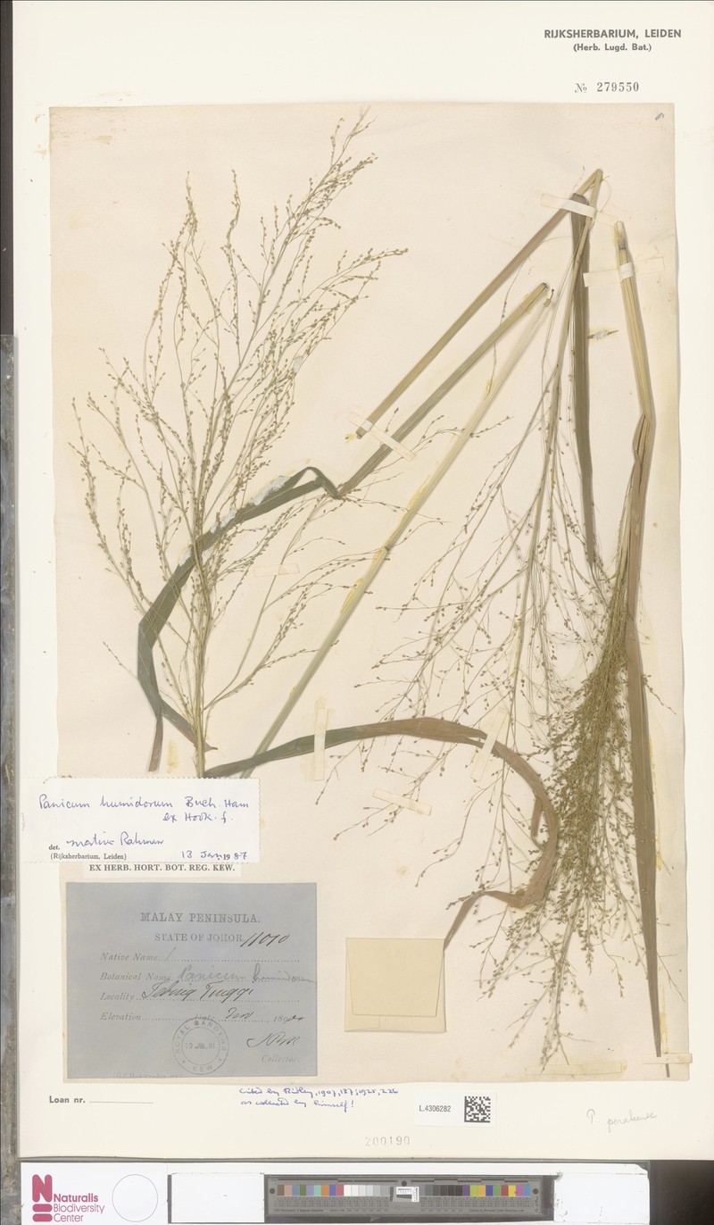 Panicum humidorum photo 5