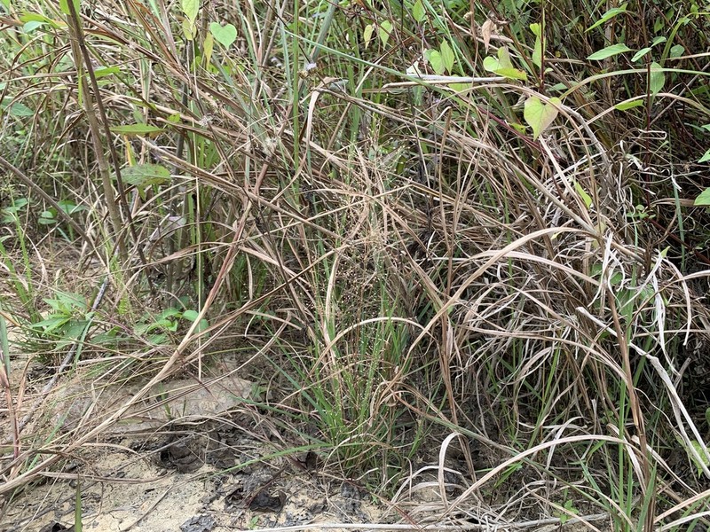 Panicum humile