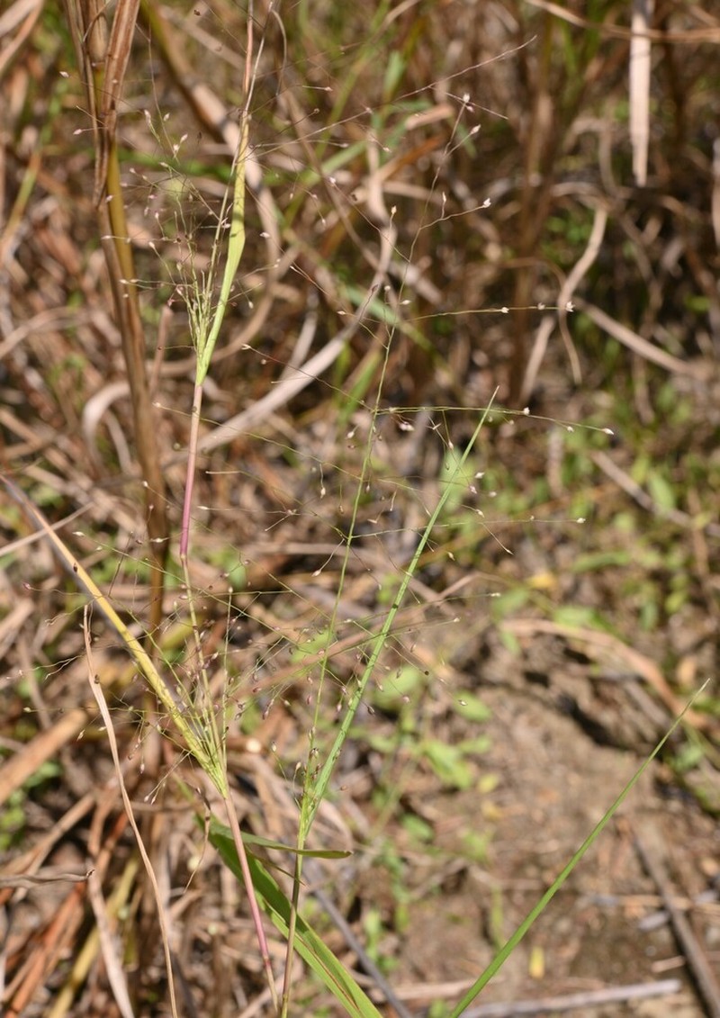 Panicum humile photo 2