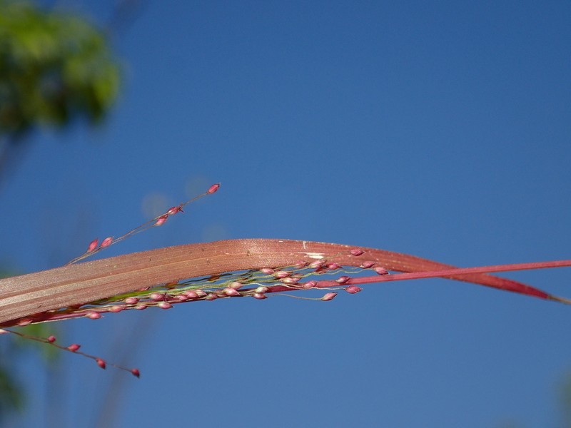 Panicum humile photo 3