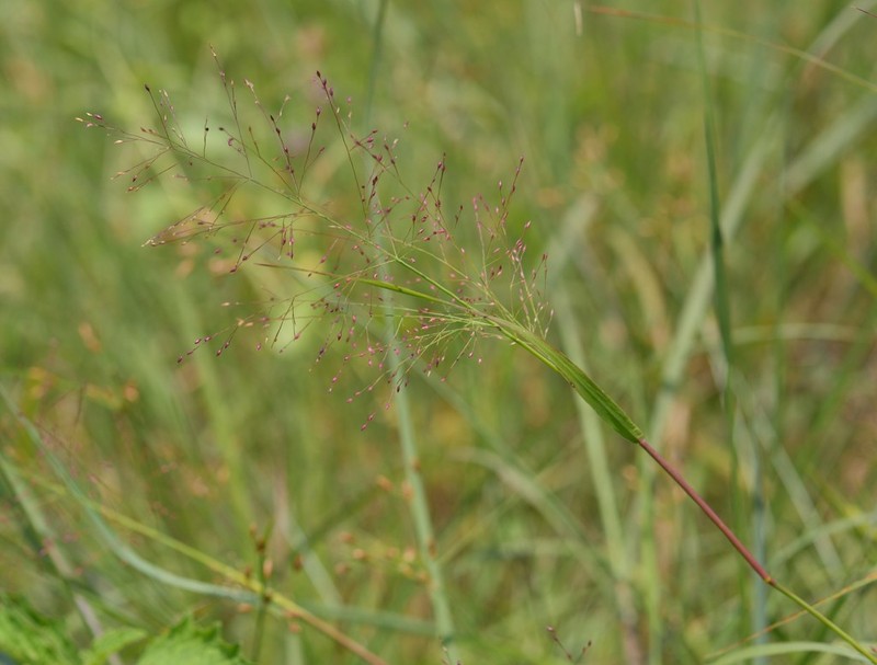 Panicum humile photo 4