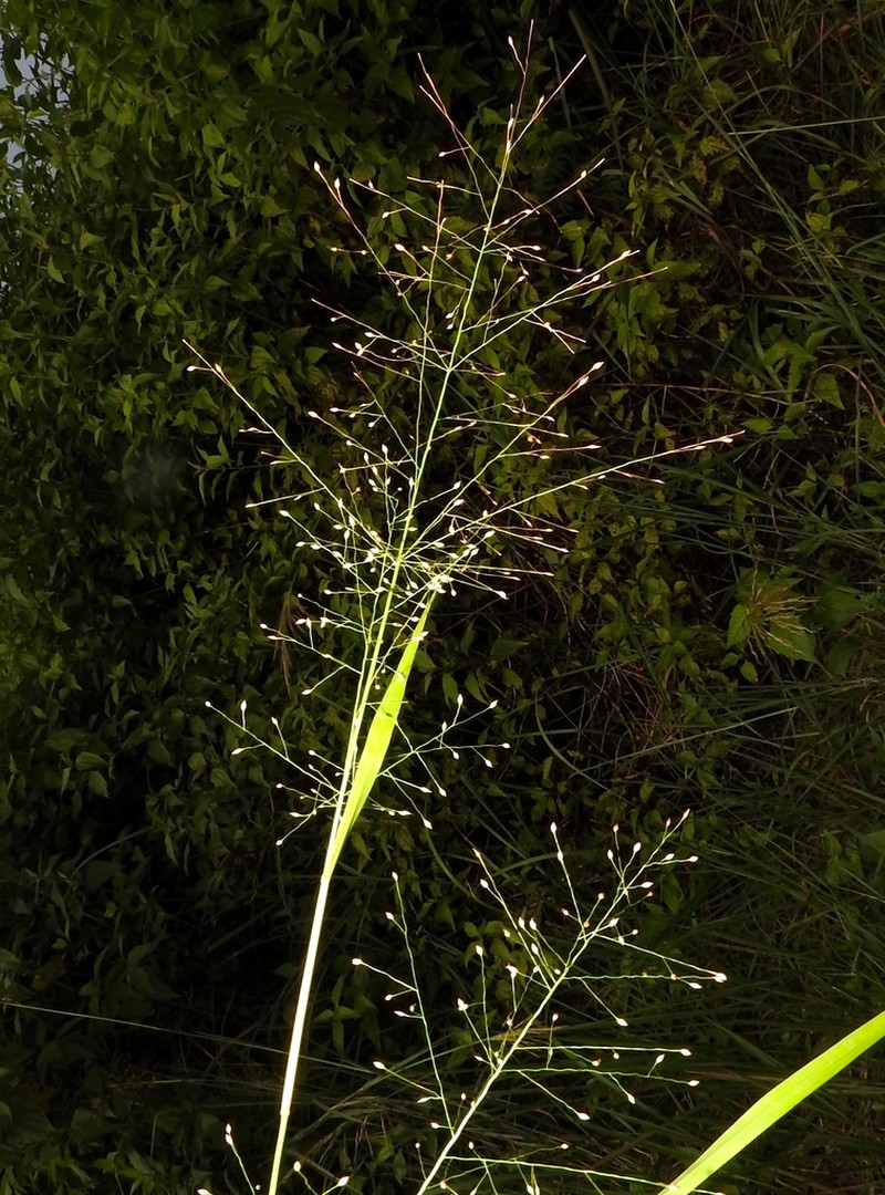 Panicum humile photo 5