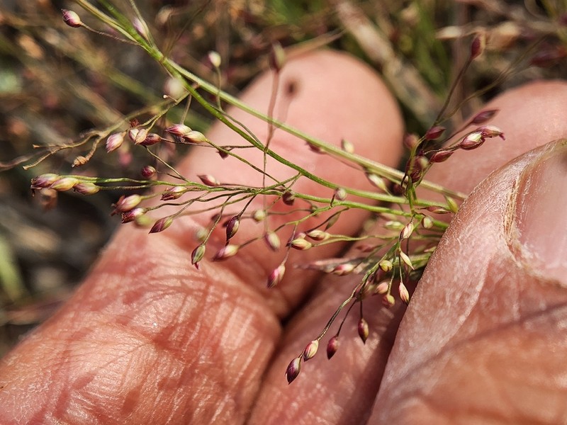 Panicum humile photo 6