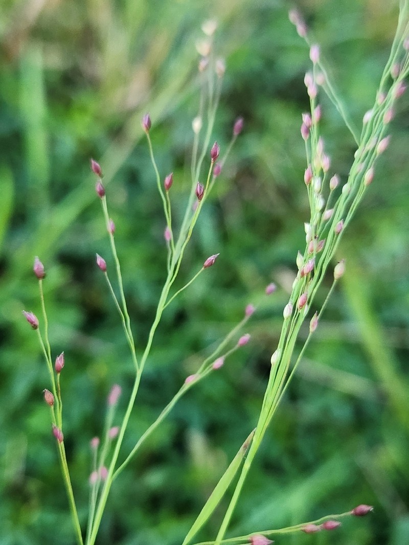 Panicum humile photo 7
