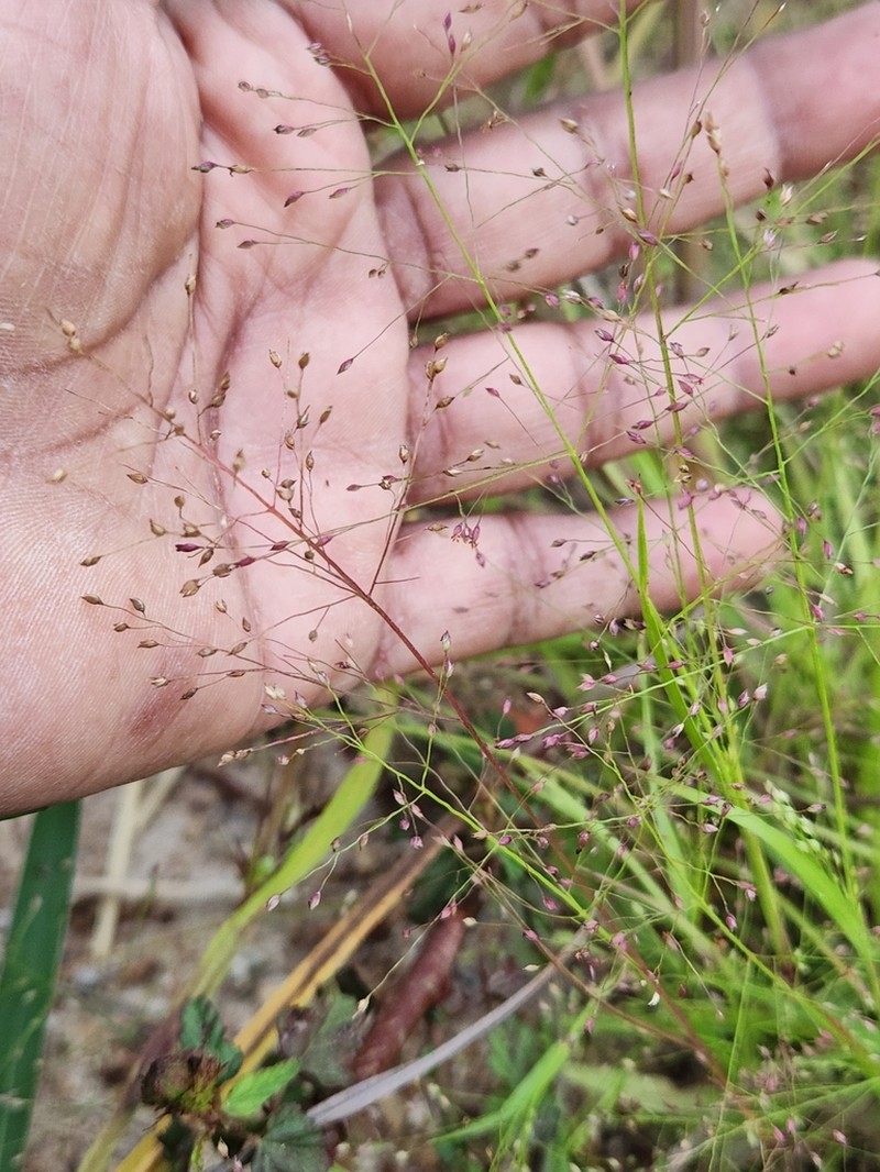 Panicum humile photo 8