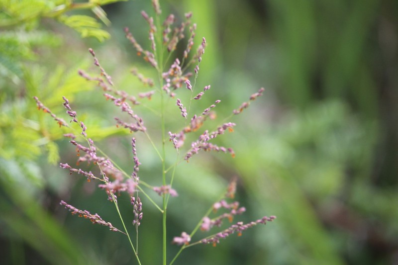 Panicum hygrocharis