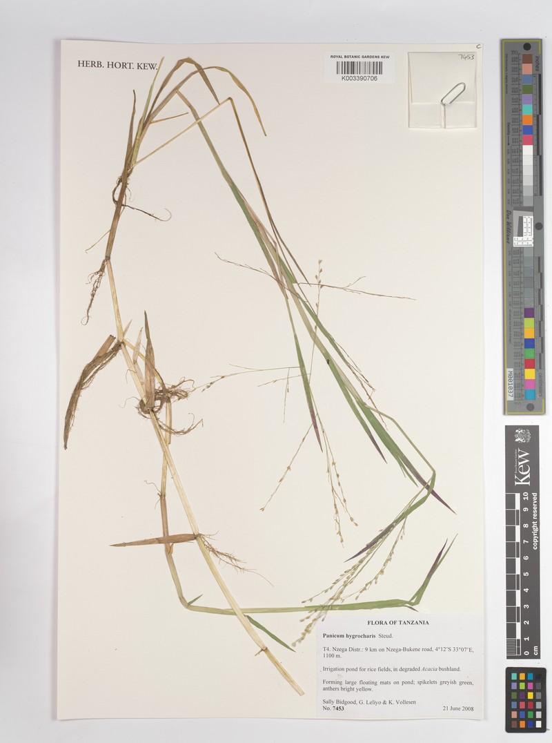 Panicum hygrocharis photo 2