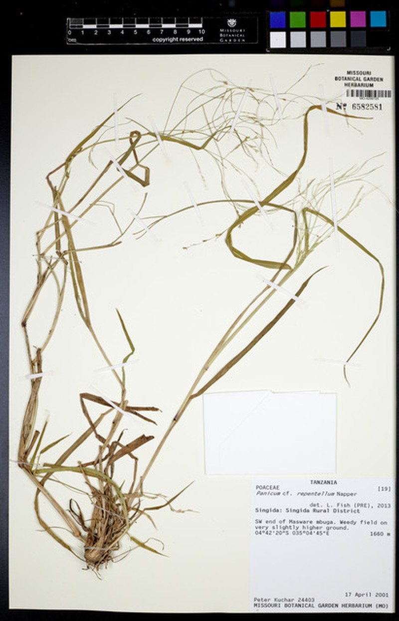 Panicum hygrocharis photo 3