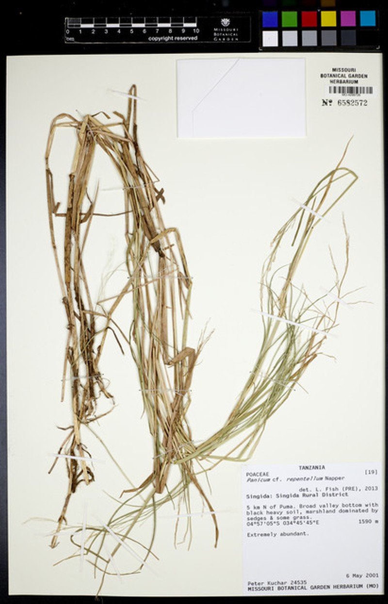 Panicum hygrocharis photo 4