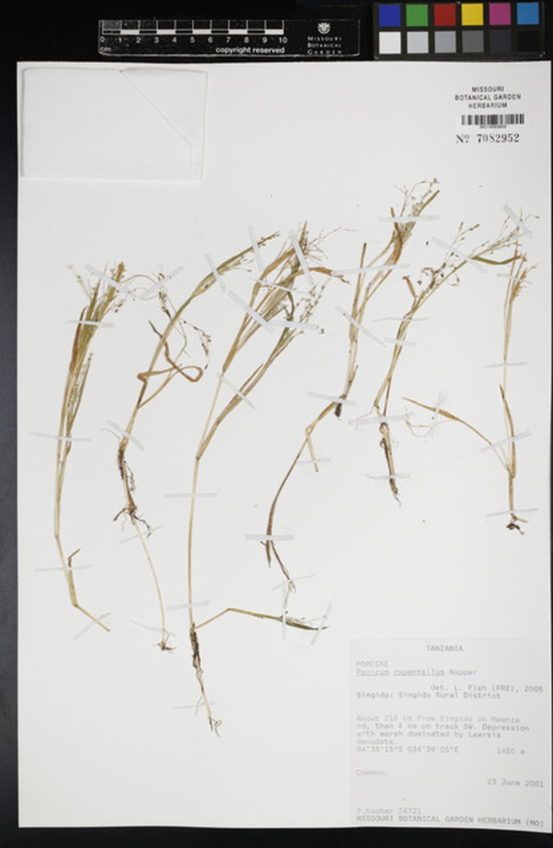 Panicum hygrocharis photo 5