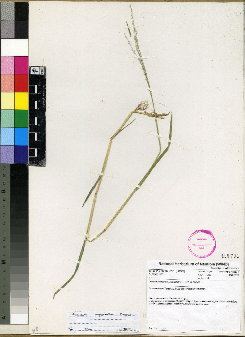 Panicum hygrocharis photo 6