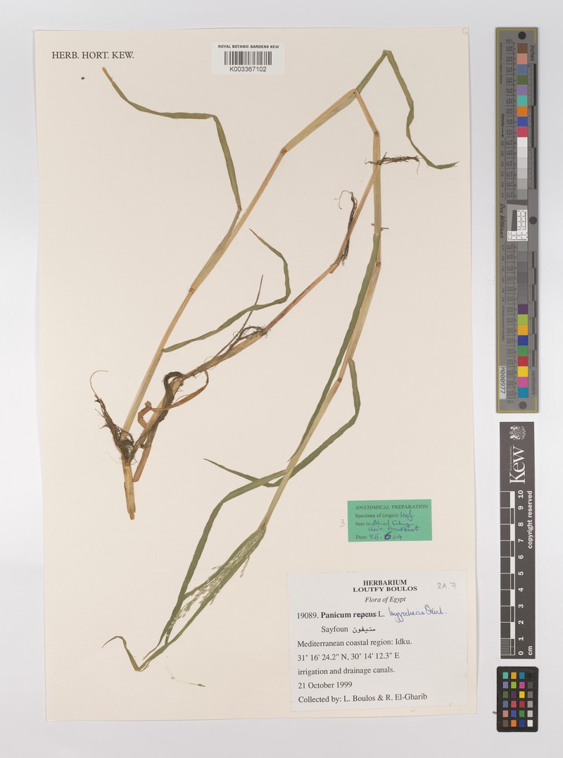 Panicum hygrocharis photo 7