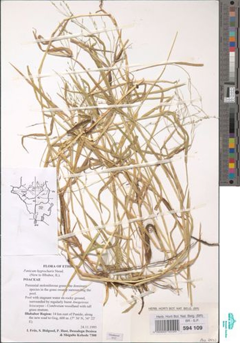 Panicum hygrocharis photo 8