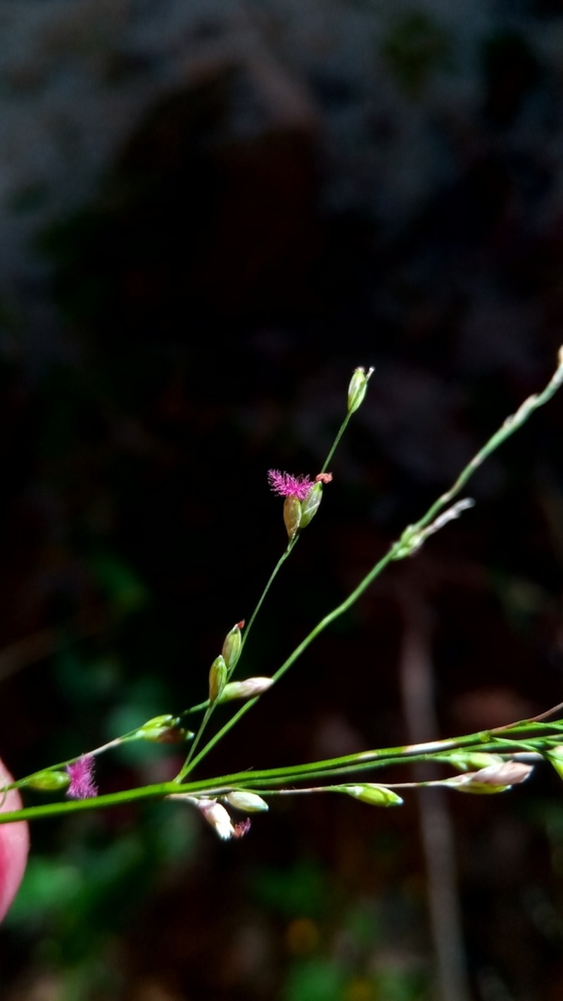 Panicum ibitense