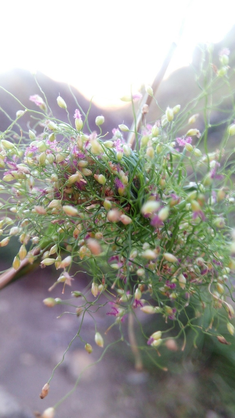 Panicum ibitense photo 2