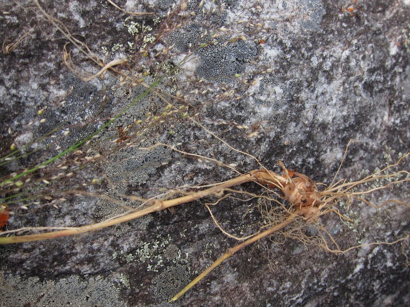 Panicum ibitense photo 3