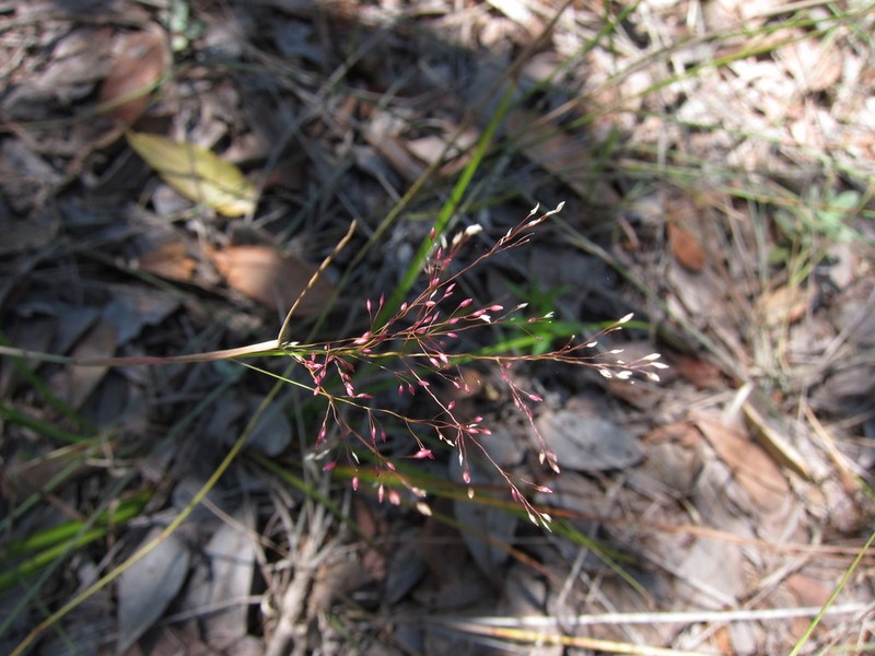 Panicum ibitense photo 4
