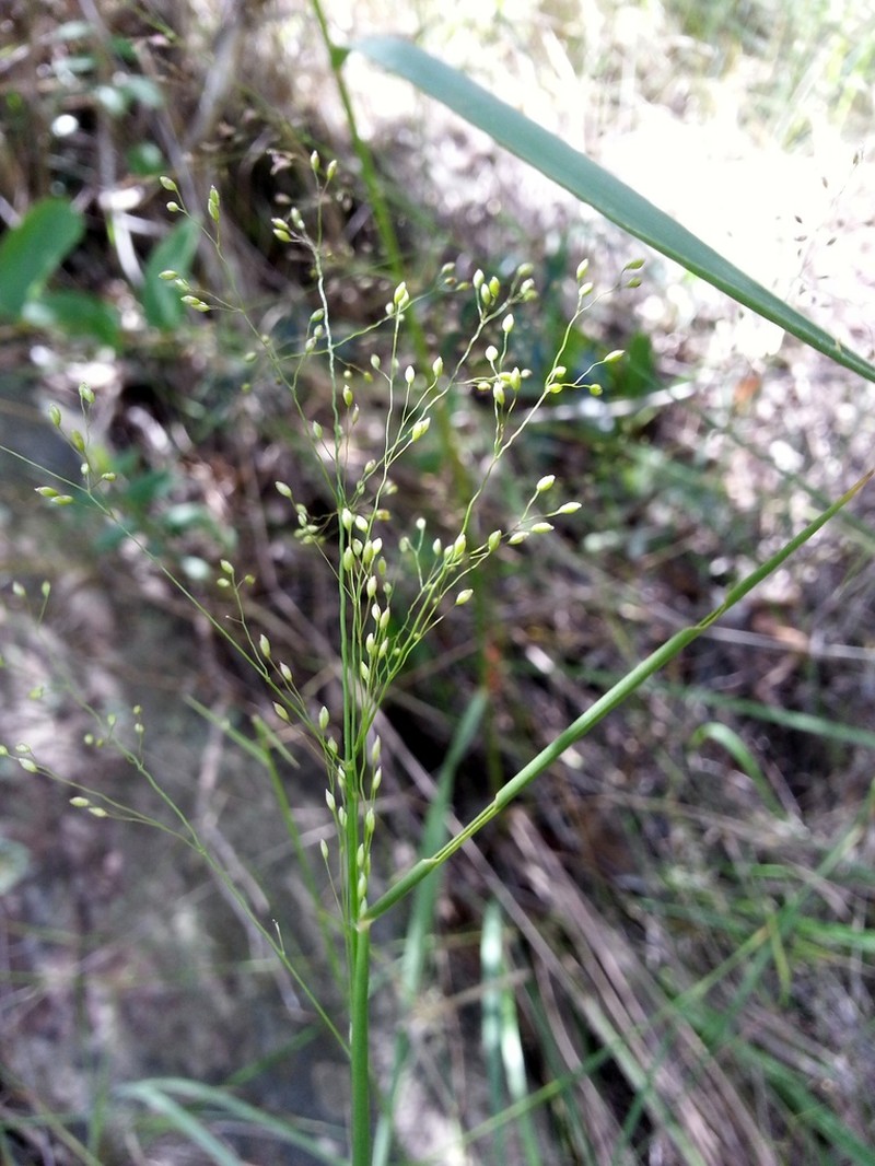 Panicum ibitense photo 6