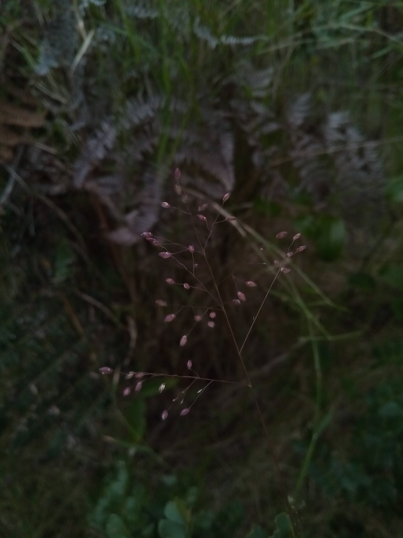 Panicum ibitense photo 7