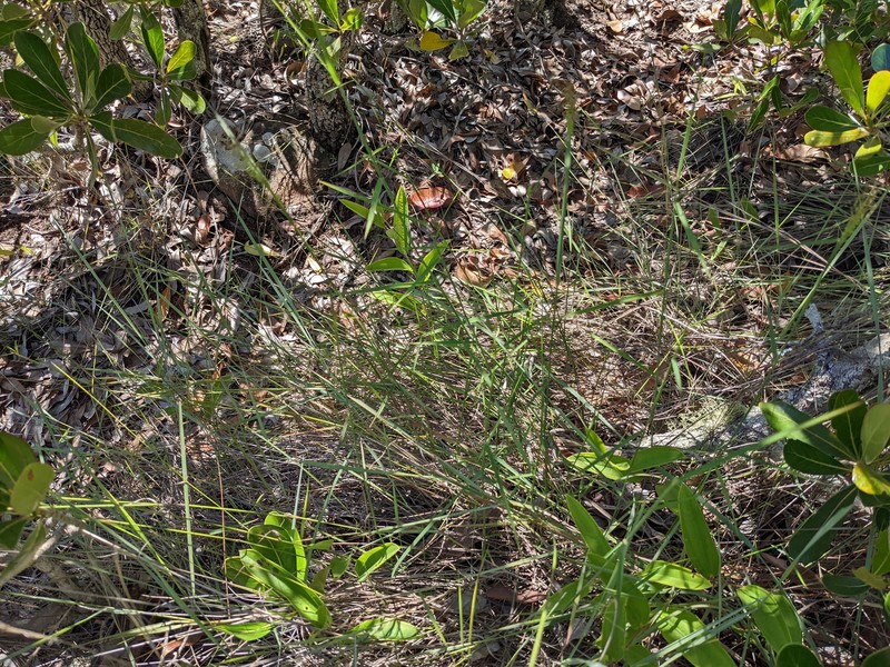 Panicum ibitense photo 8