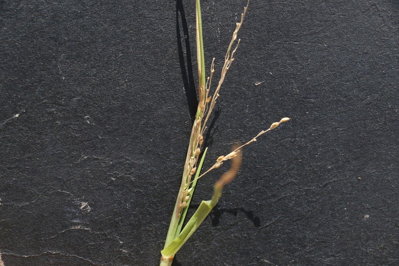 Panicum impeditum