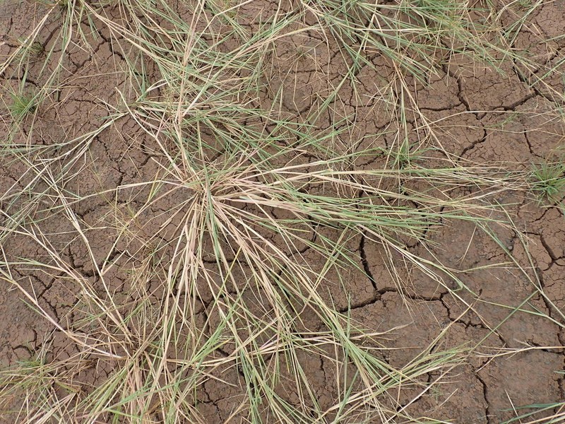 Panicum impeditum photo 2