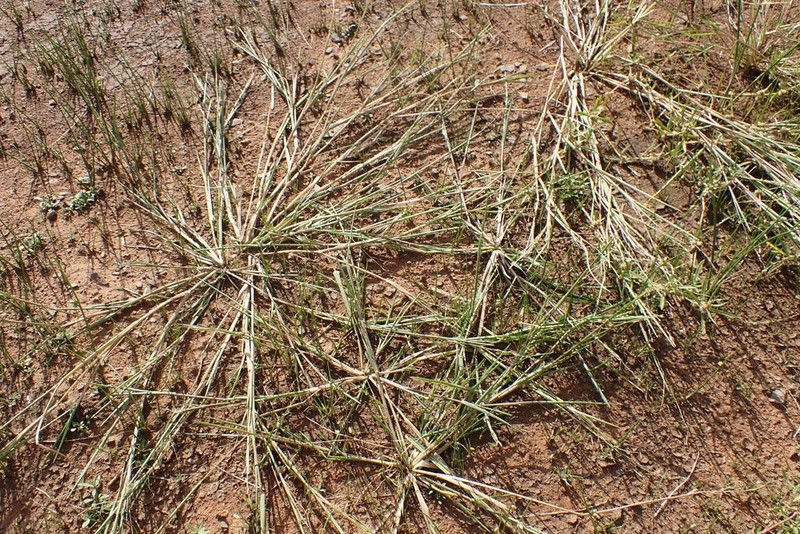 Panicum impeditum photo 3