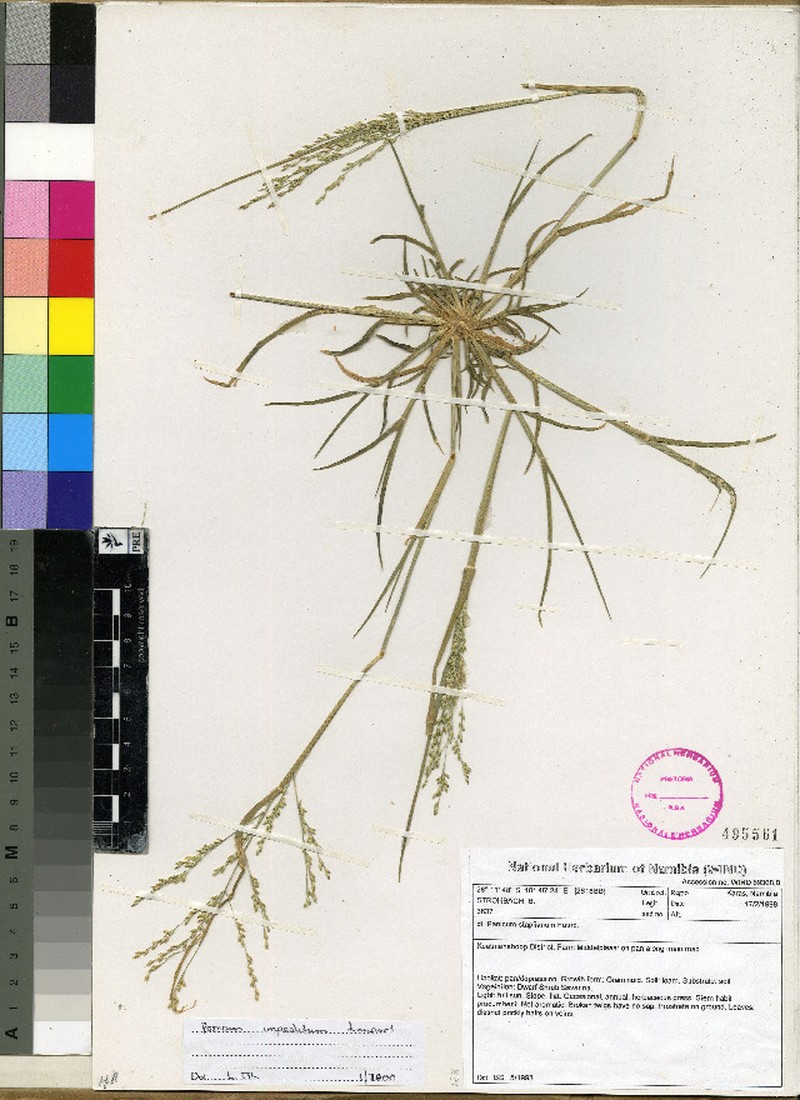 Panicum impeditum photo 4