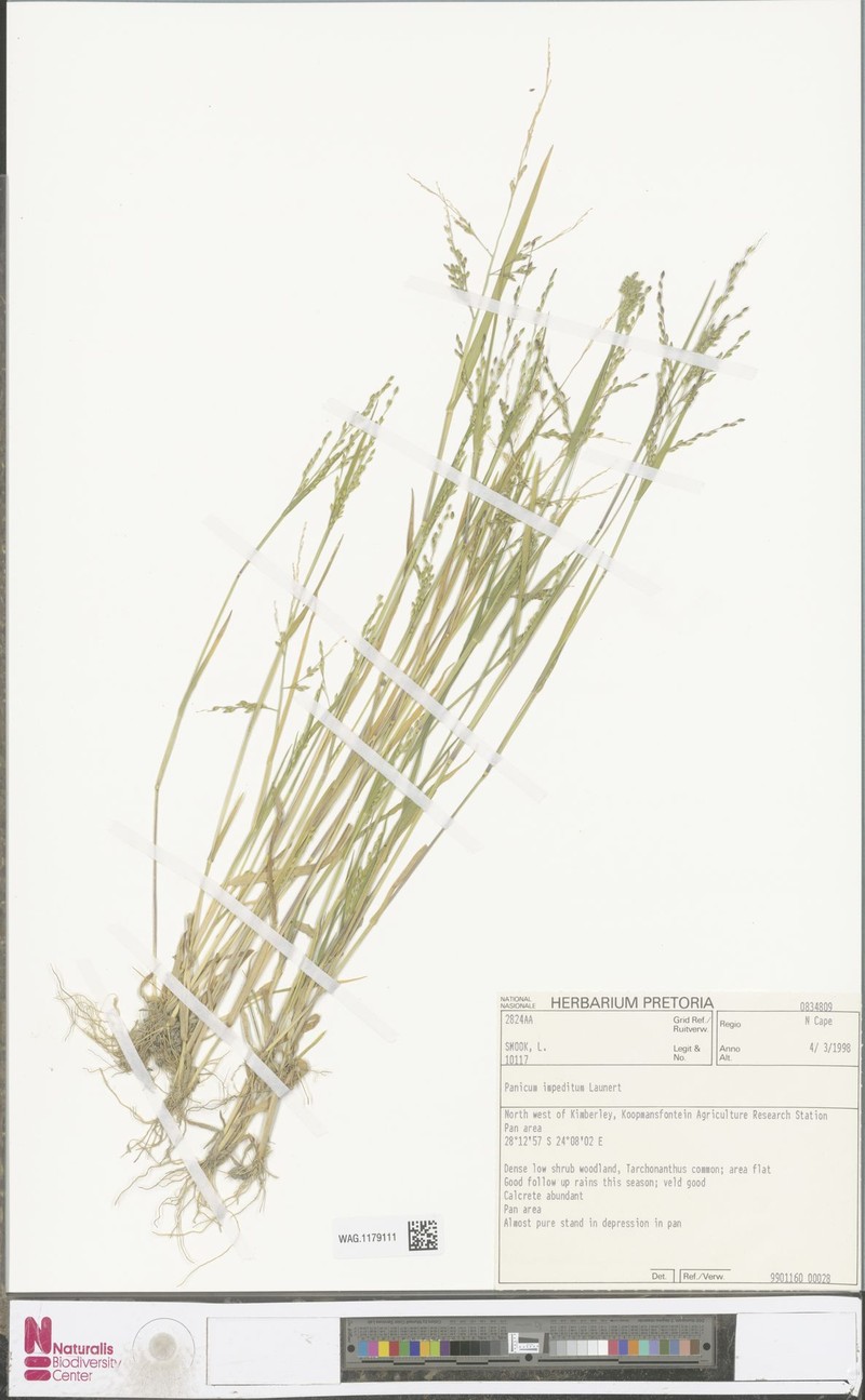 Panicum impeditum photo 5