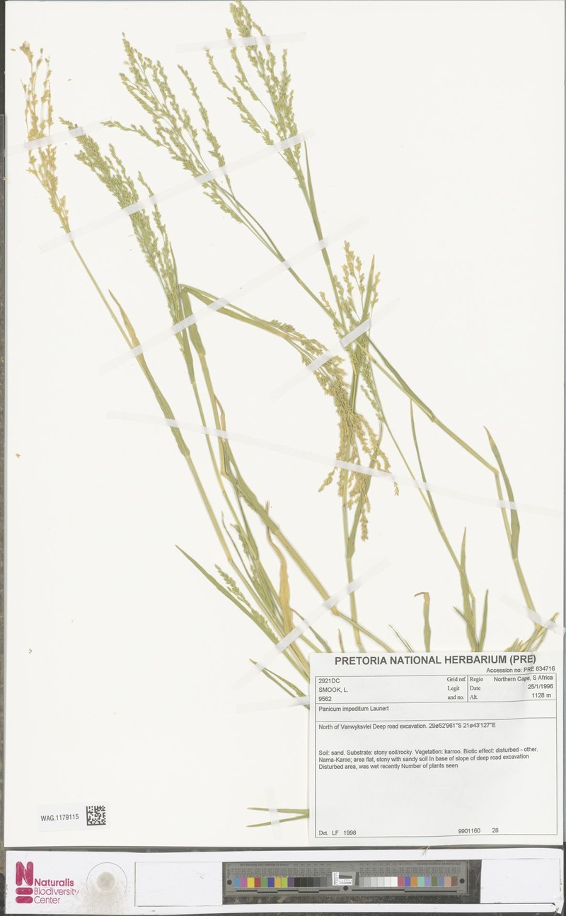 Panicum impeditum photo 6
