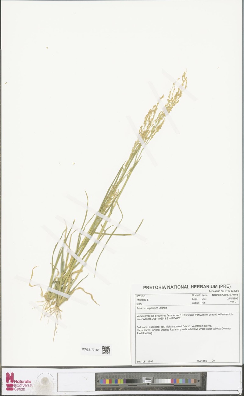 Panicum impeditum photo 7