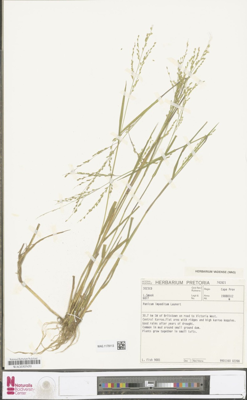 Panicum impeditum photo 8