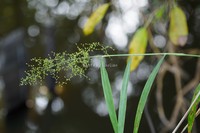 Panicum incomtum