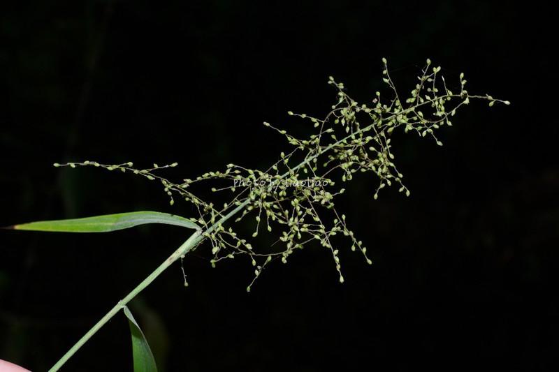 Panicum incomtum photo 3