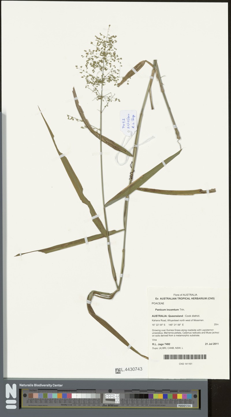 Panicum incomtum photo 4