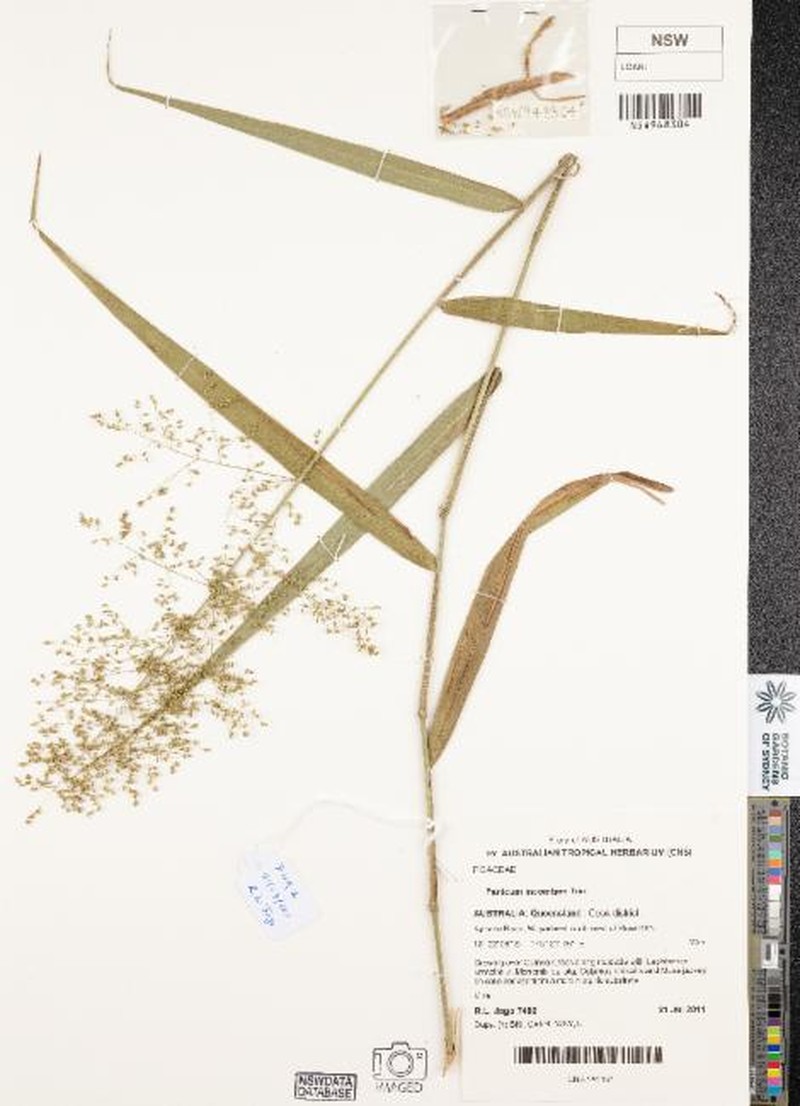 Panicum incomtum photo 5