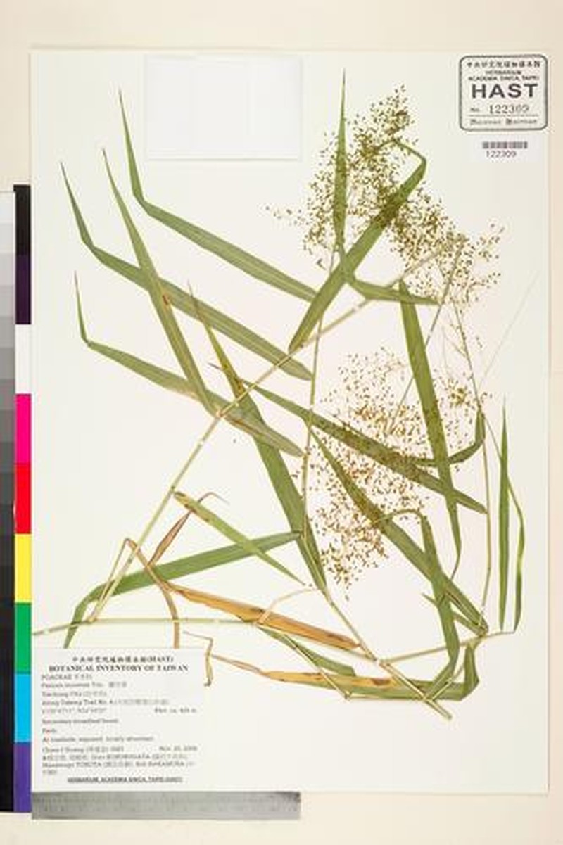 Panicum incomtum photo 6