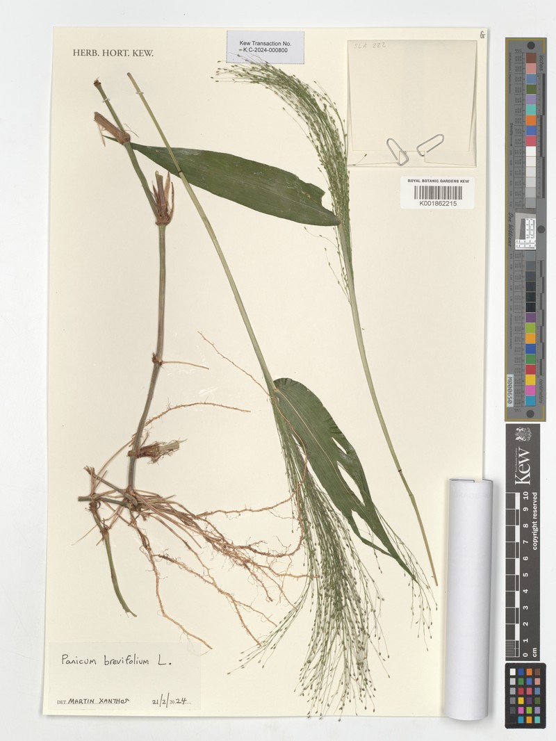 Panicum issongense
