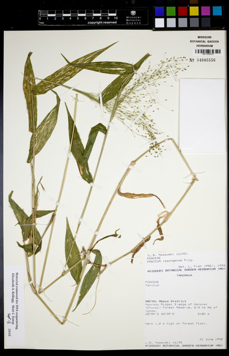 Panicum issongense photo 3