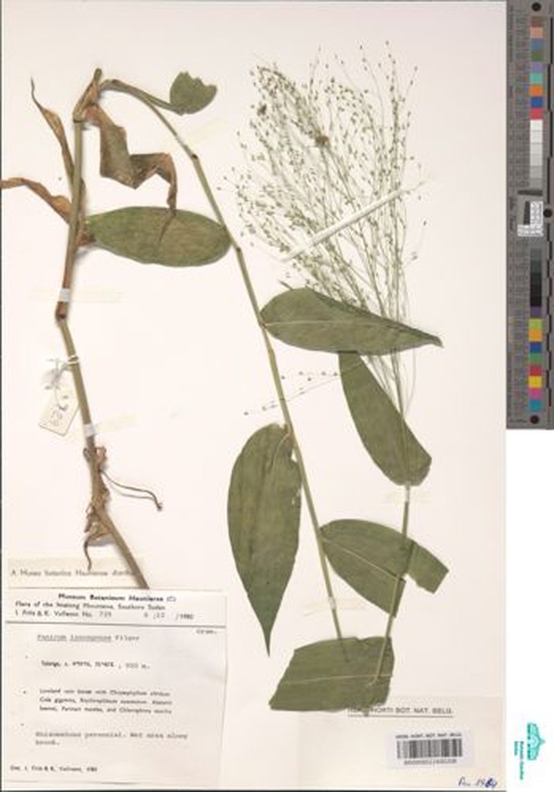 Panicum issongense photo 4