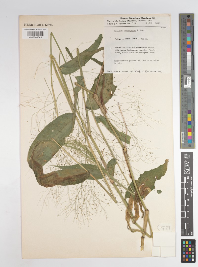 Panicum issongense photo 5