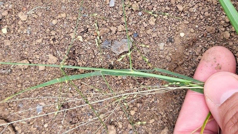 Panicum joshuae