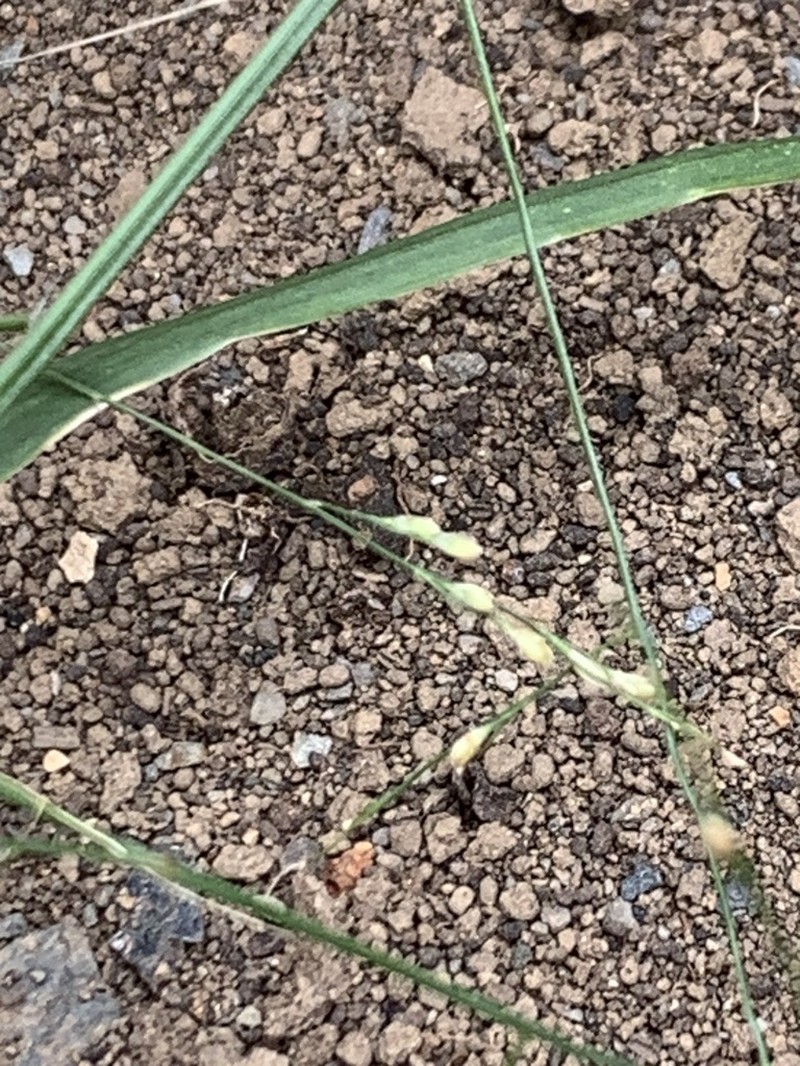 Panicum joshuae photo 2