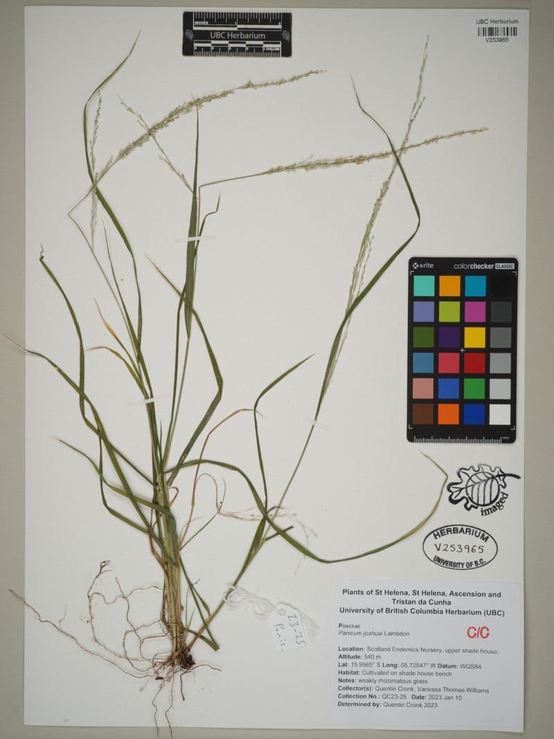 Panicum joshuae photo 3