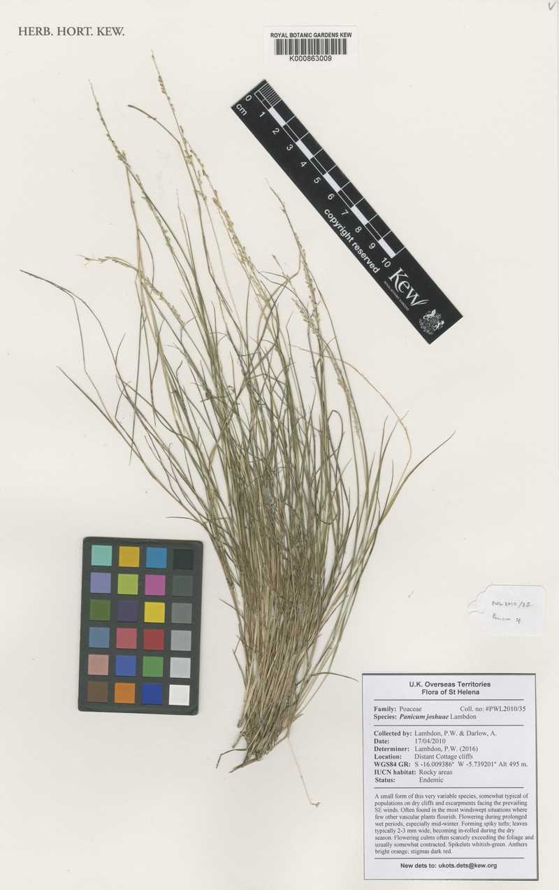 Panicum joshuae photo 4