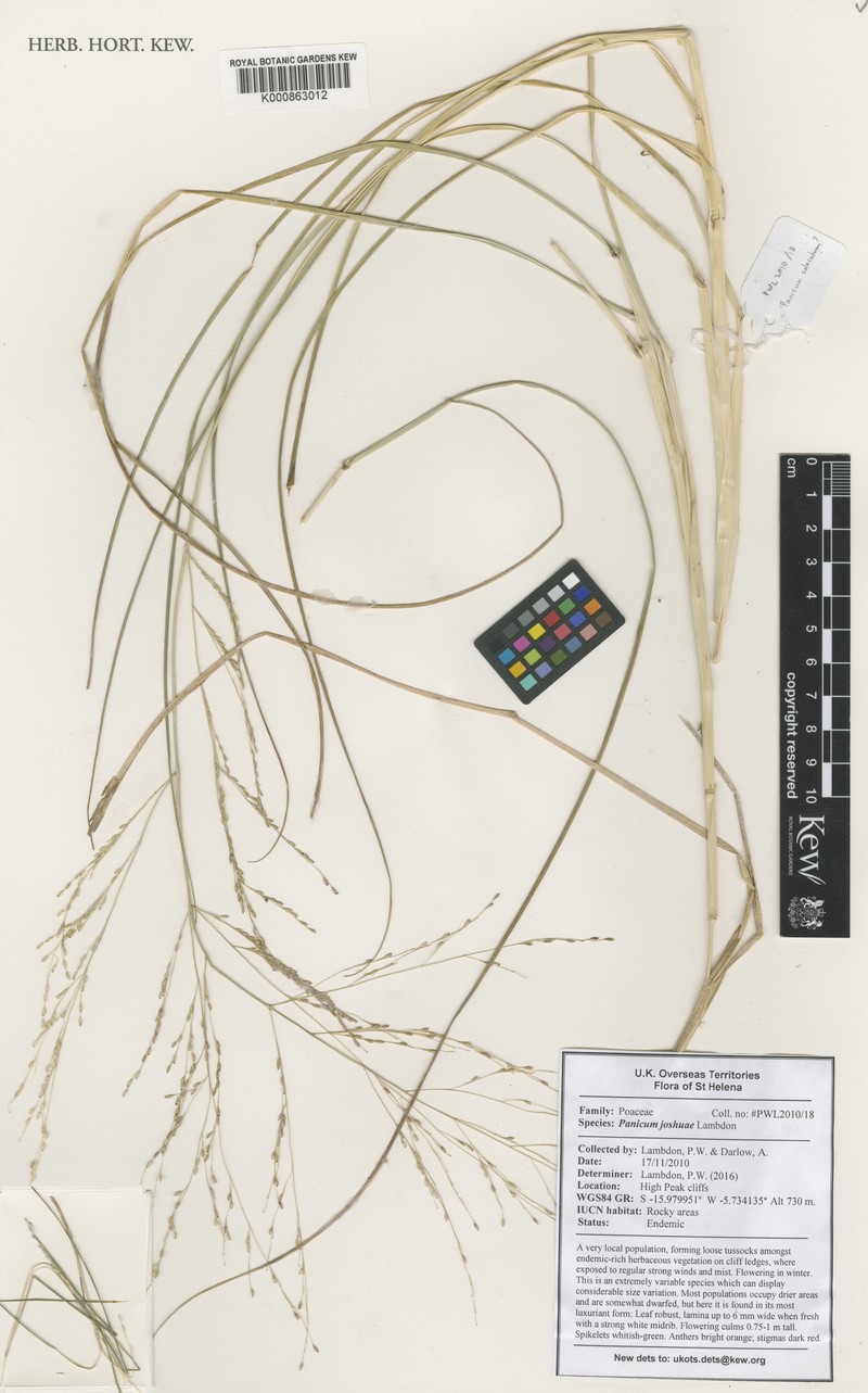 Panicum joshuae photo 5
