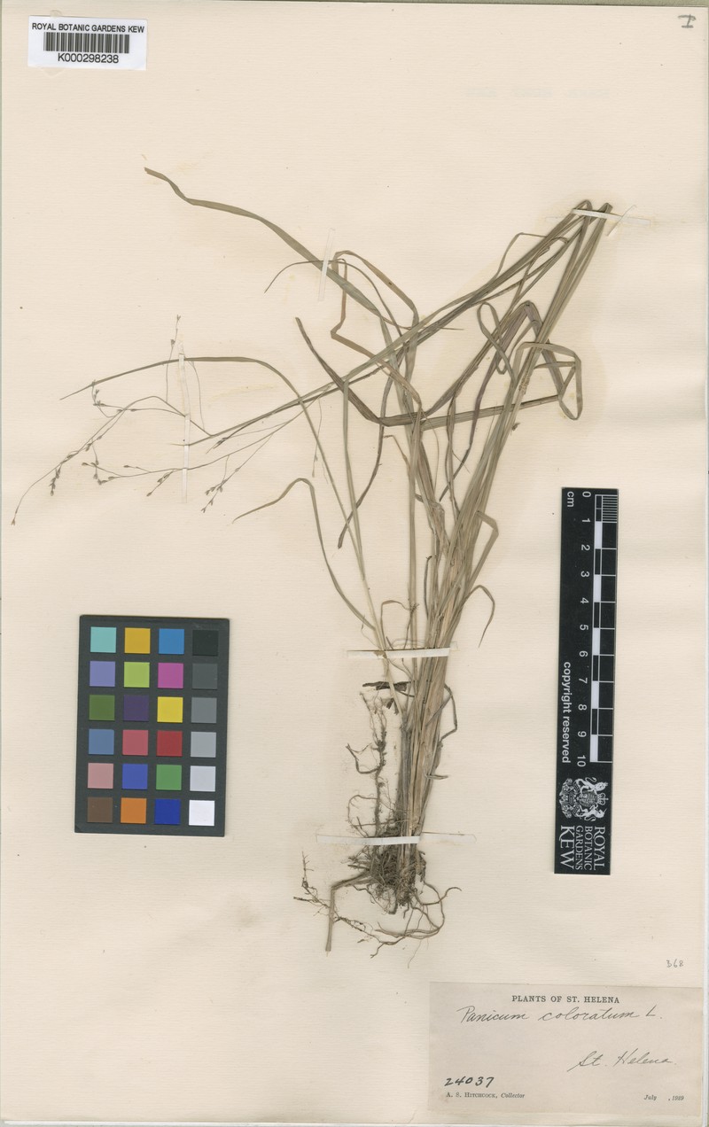 Panicum joshuae photo 6