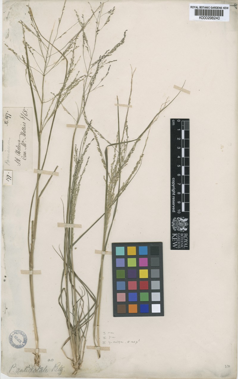 Panicum joshuae photo 7