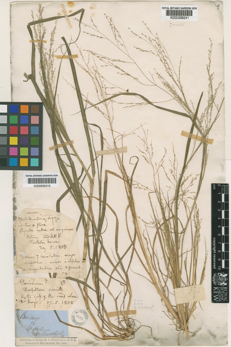 Panicum joshuae photo 8