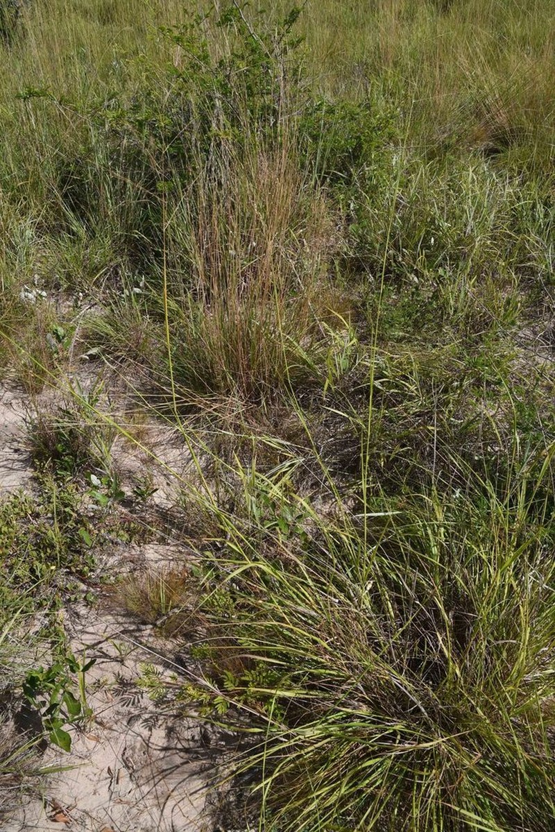 Panicum kalaharense photo 2